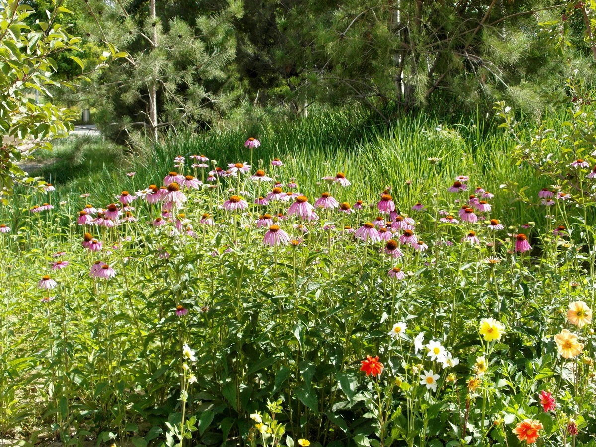 城市里的绿色心情