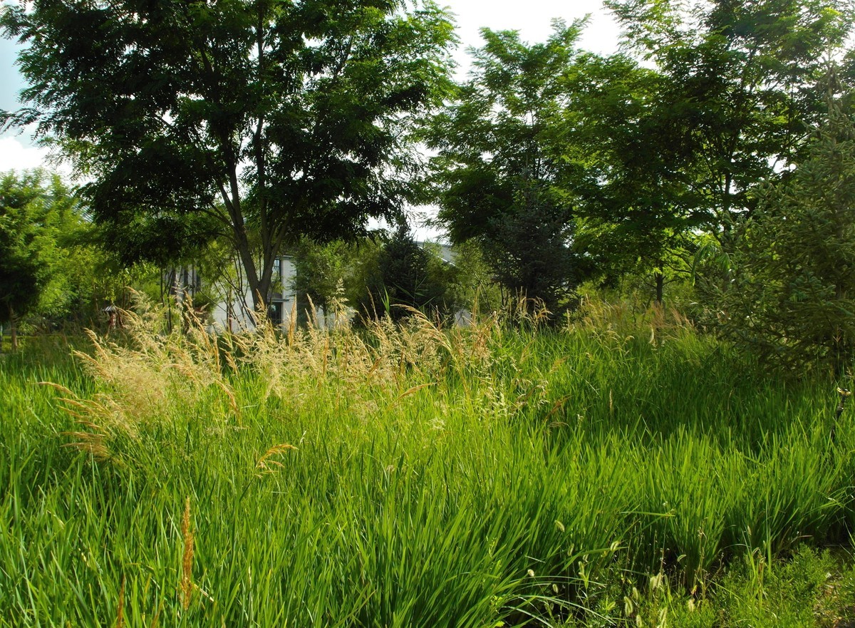 城市里的绿色心情