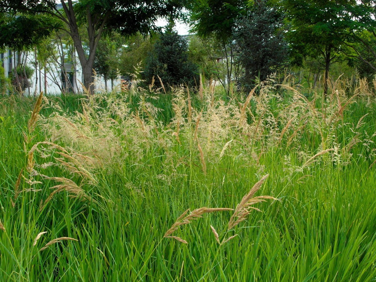 城市里的绿色心情