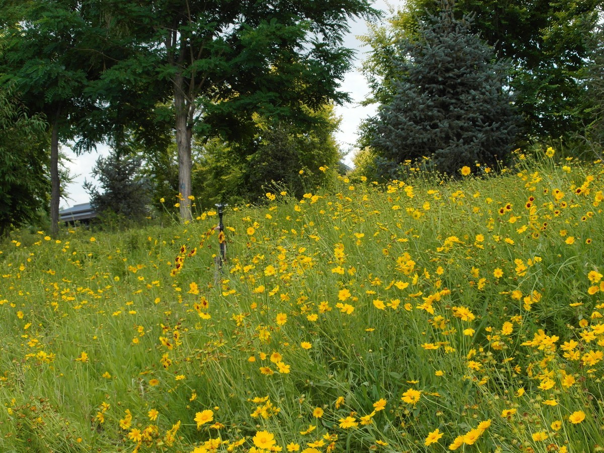 城市里的绿色心情