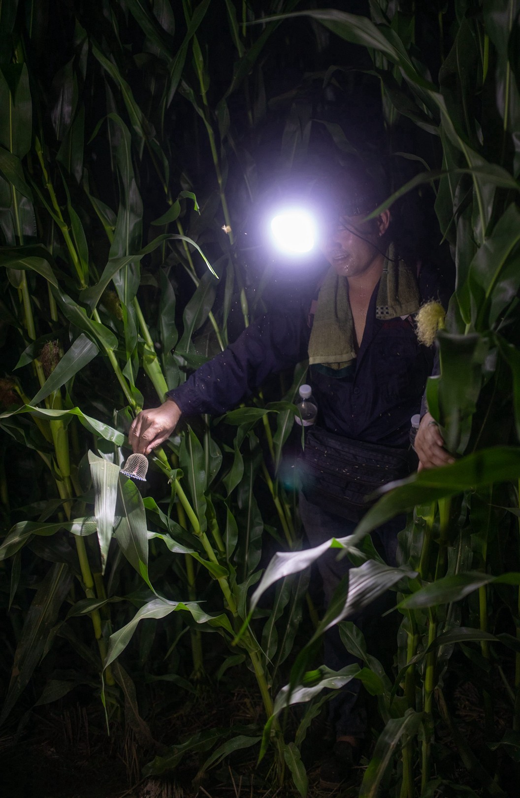 宁津“逮蛐蛐”