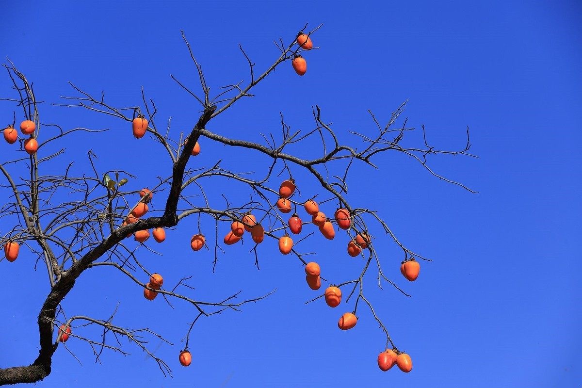 永嘉东炉村柿子红了-中关村在线摄影论坛