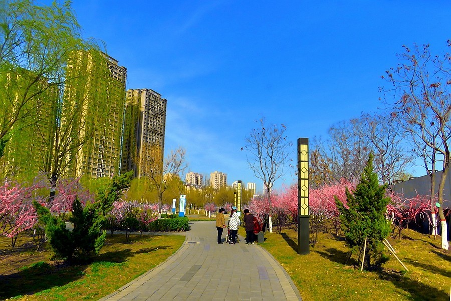 《不老松：纪实摄影》大美沧州系列報道：春韵沧州！(2)