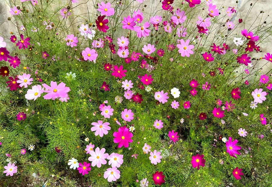 《不老松：纪实摄影》【山河锦绣】内蒙古：乌兰布统景！ (1)兰天、白云、青山、绿地！