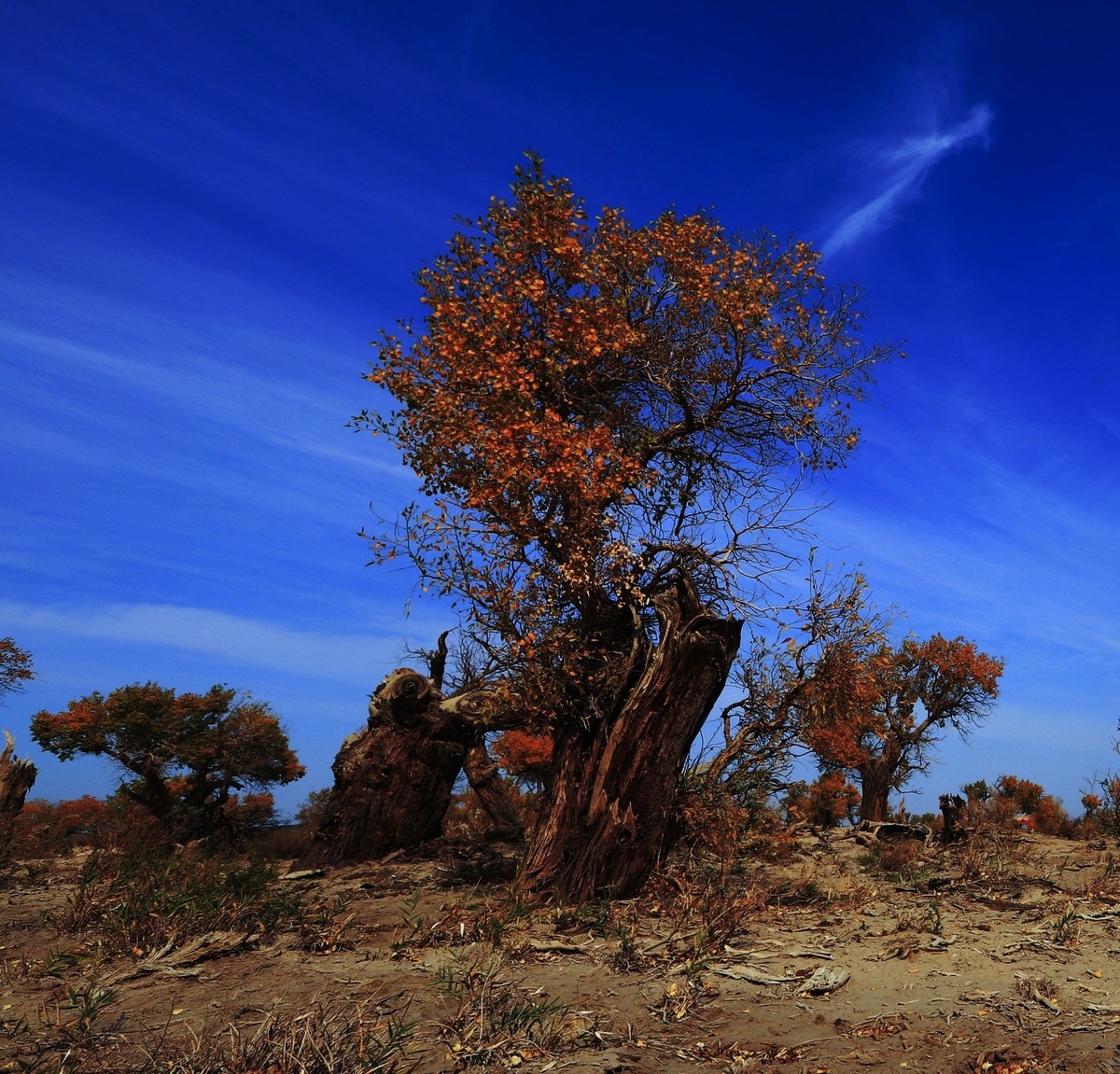 貌似进入了失落的世界（8）