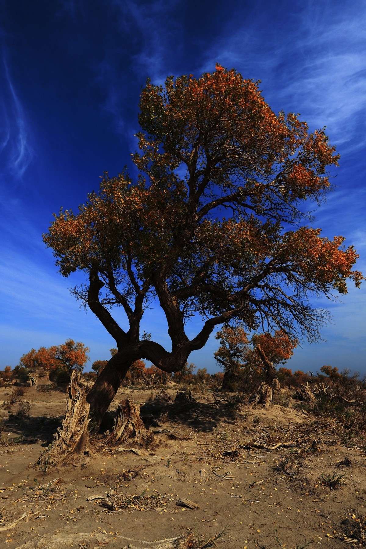 貌似进入了失落的世界（8）