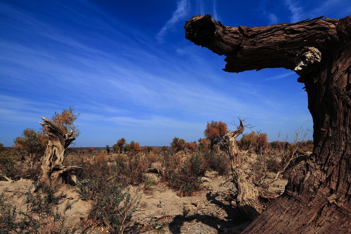 貌似进入了失落的世界（8）