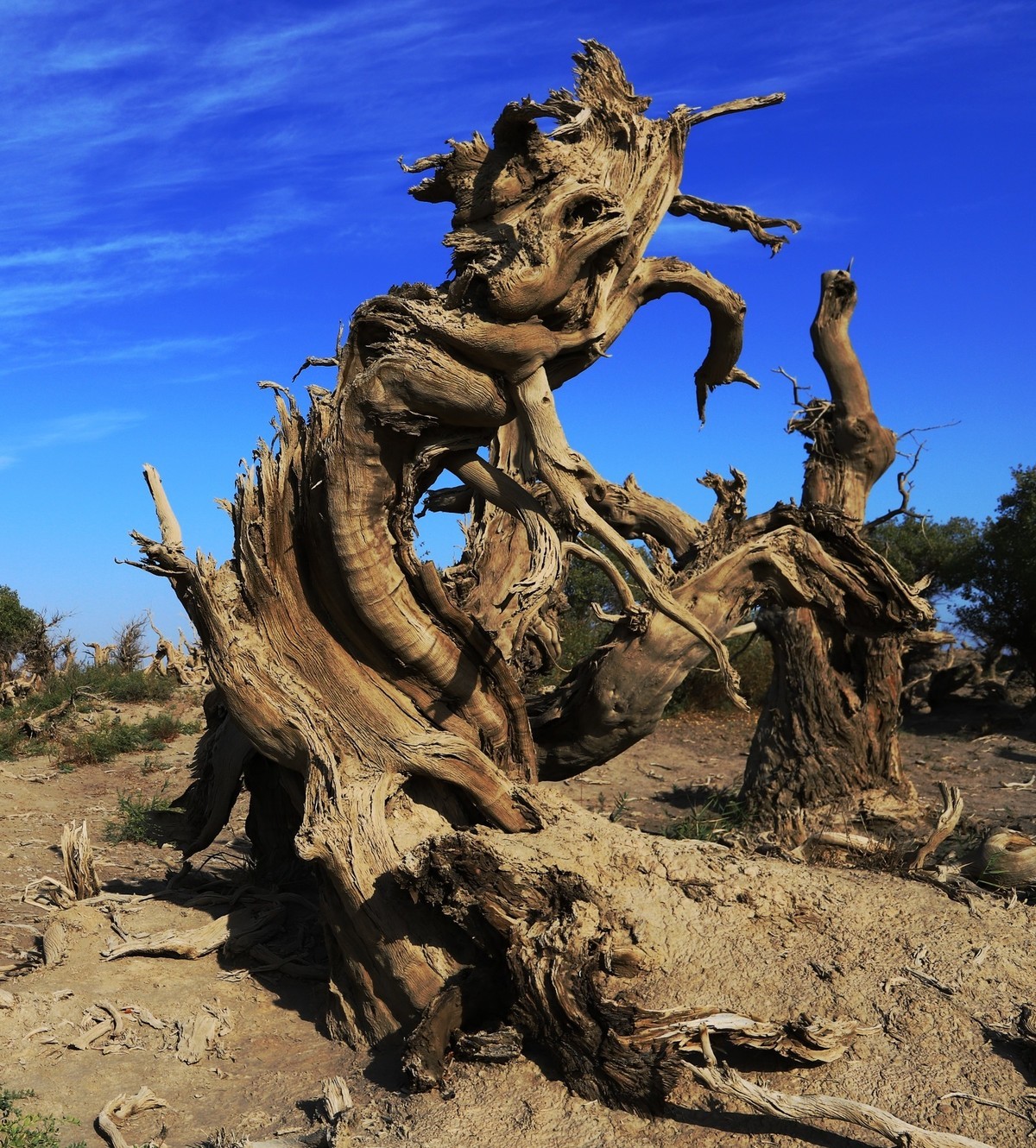 貌似进入了失落的世界（8）