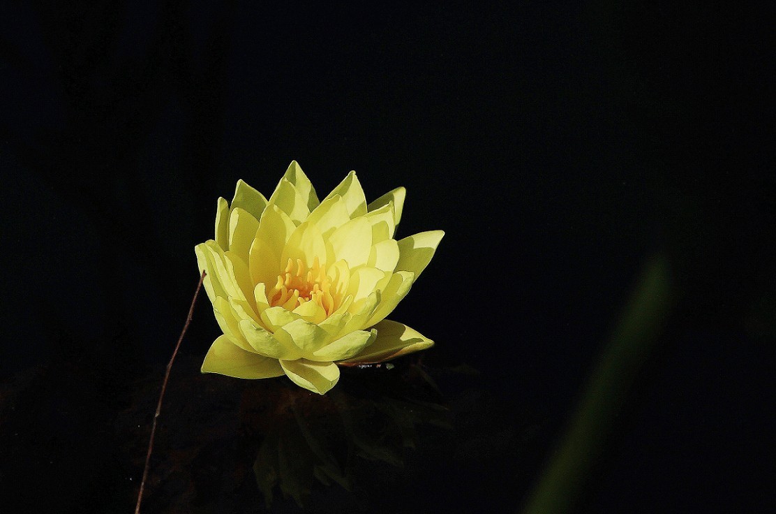 十一月的扫街抓拍片《风景，花草和妹子》