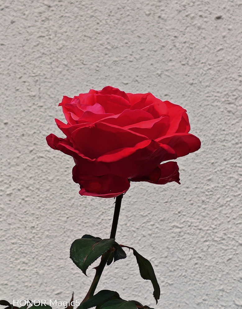 十一月的扫街抓拍片《风景，花草和妹子》