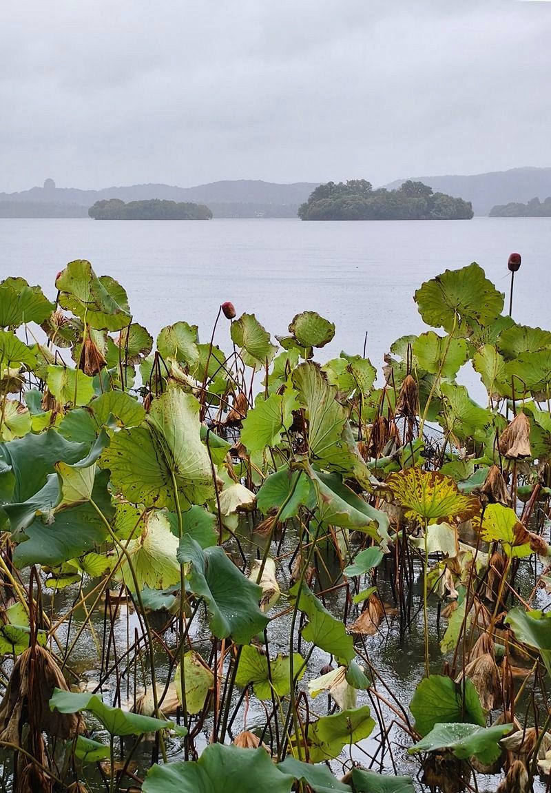 2024年.11月.1日--风雨中的杭州西湖
