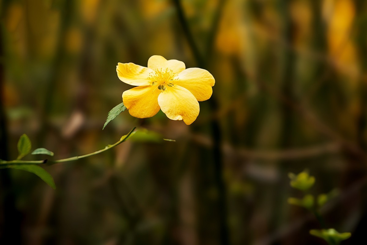 紫竹院拍摄黄刺玫