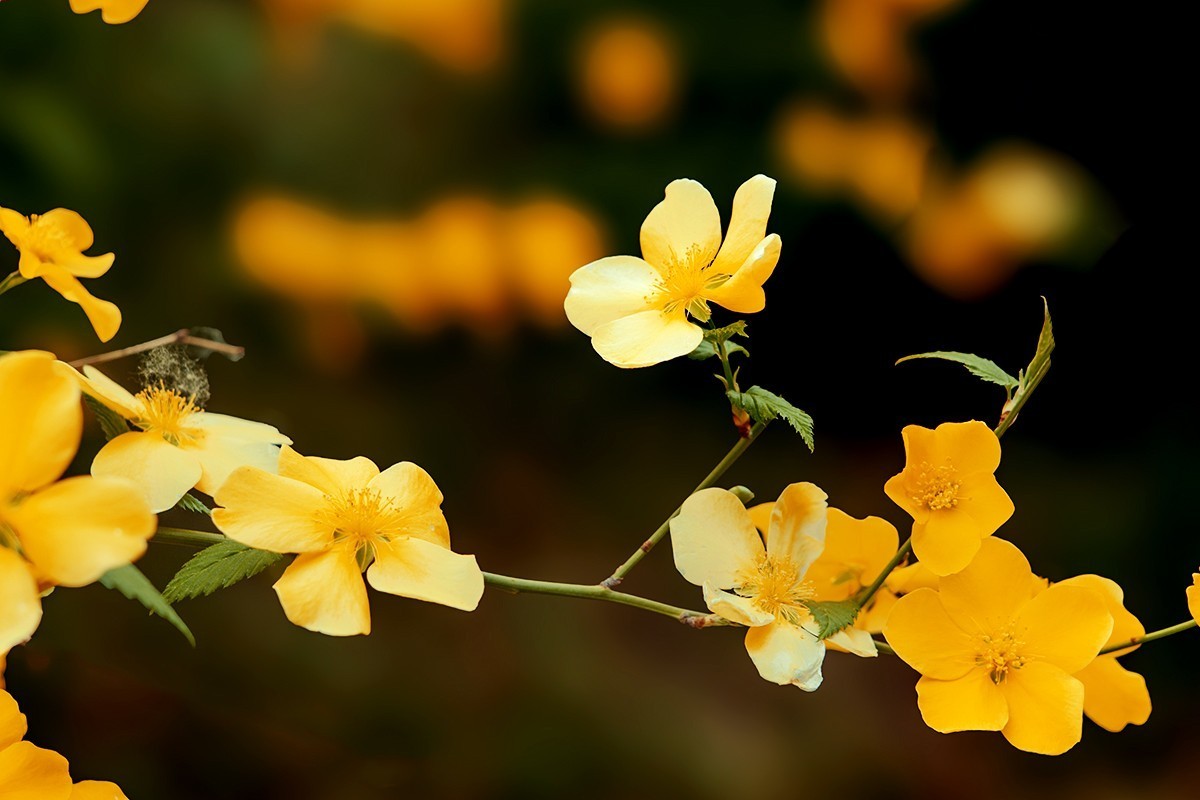 紫竹院拍摄黄刺玫