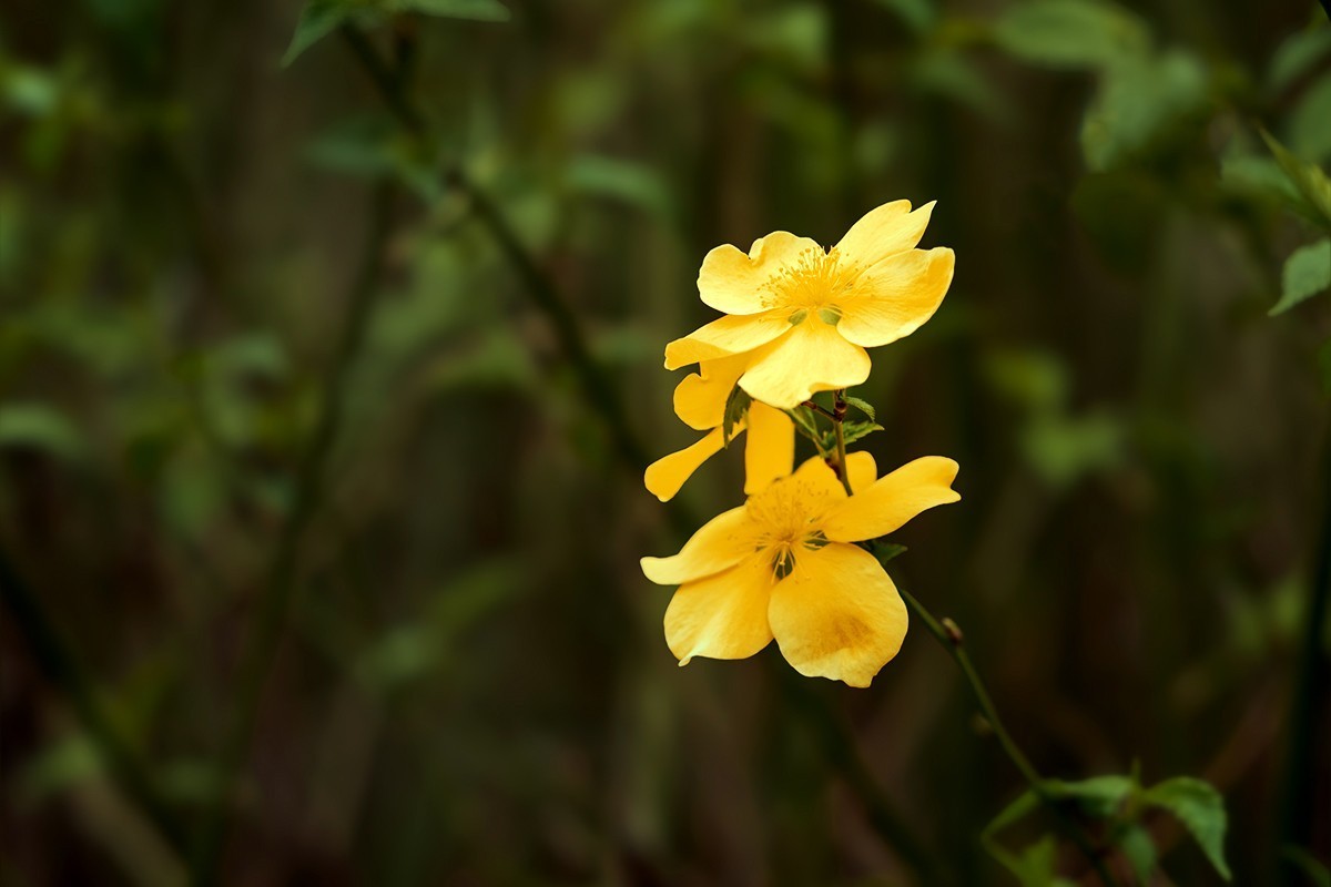 紫竹院拍摄黄刺玫