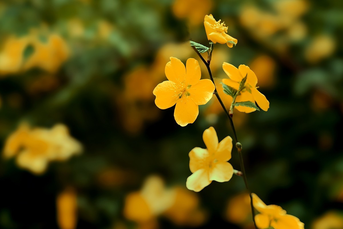 紫竹院拍摄黄刺玫