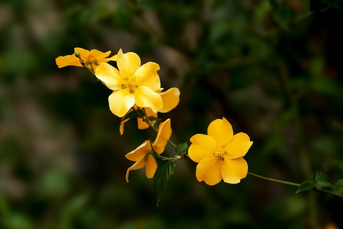 紫竹院拍摄黄刺玫