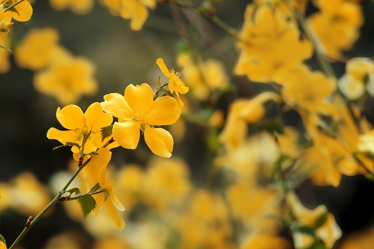 紫竹院拍摄黄刺玫