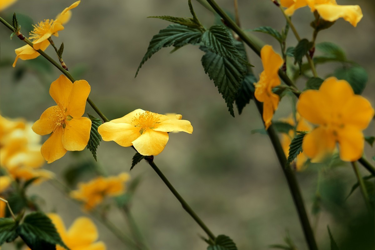 紫竹院拍摄黄刺玫