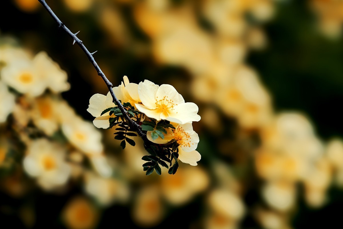 紫竹院拍摄黄刺玫