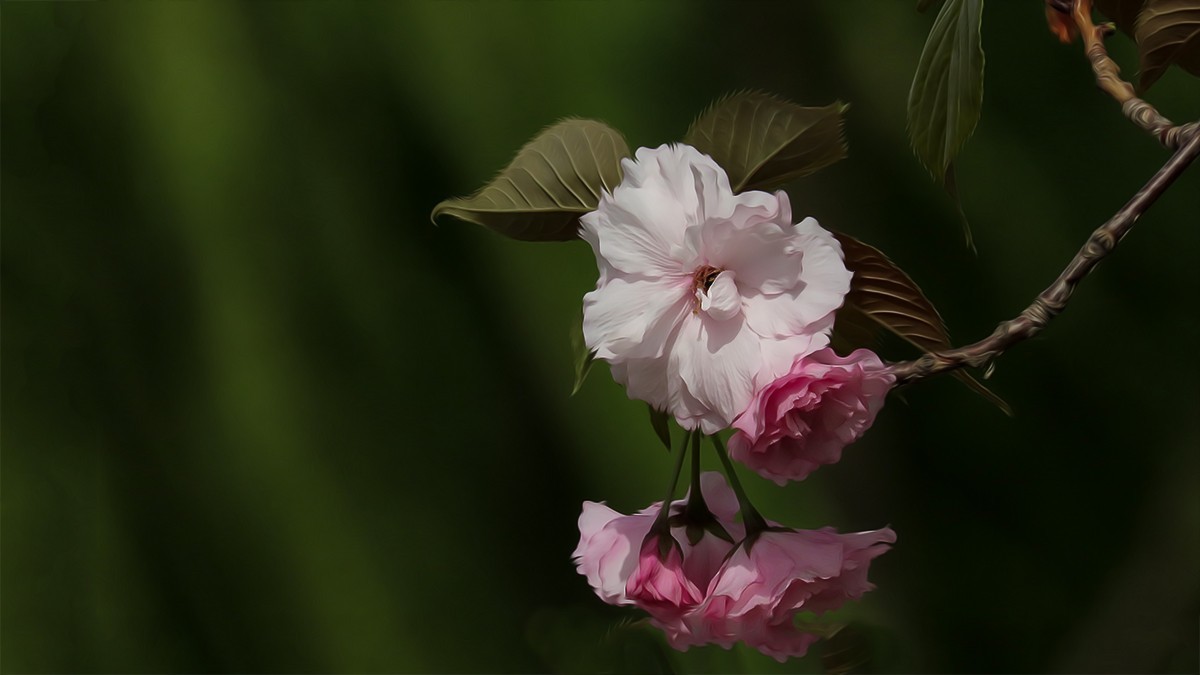 红樱花
