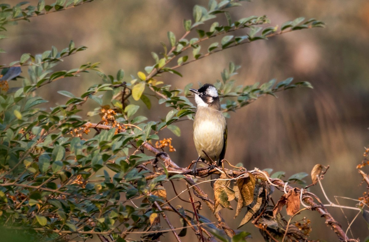 白头鹎（三十八）