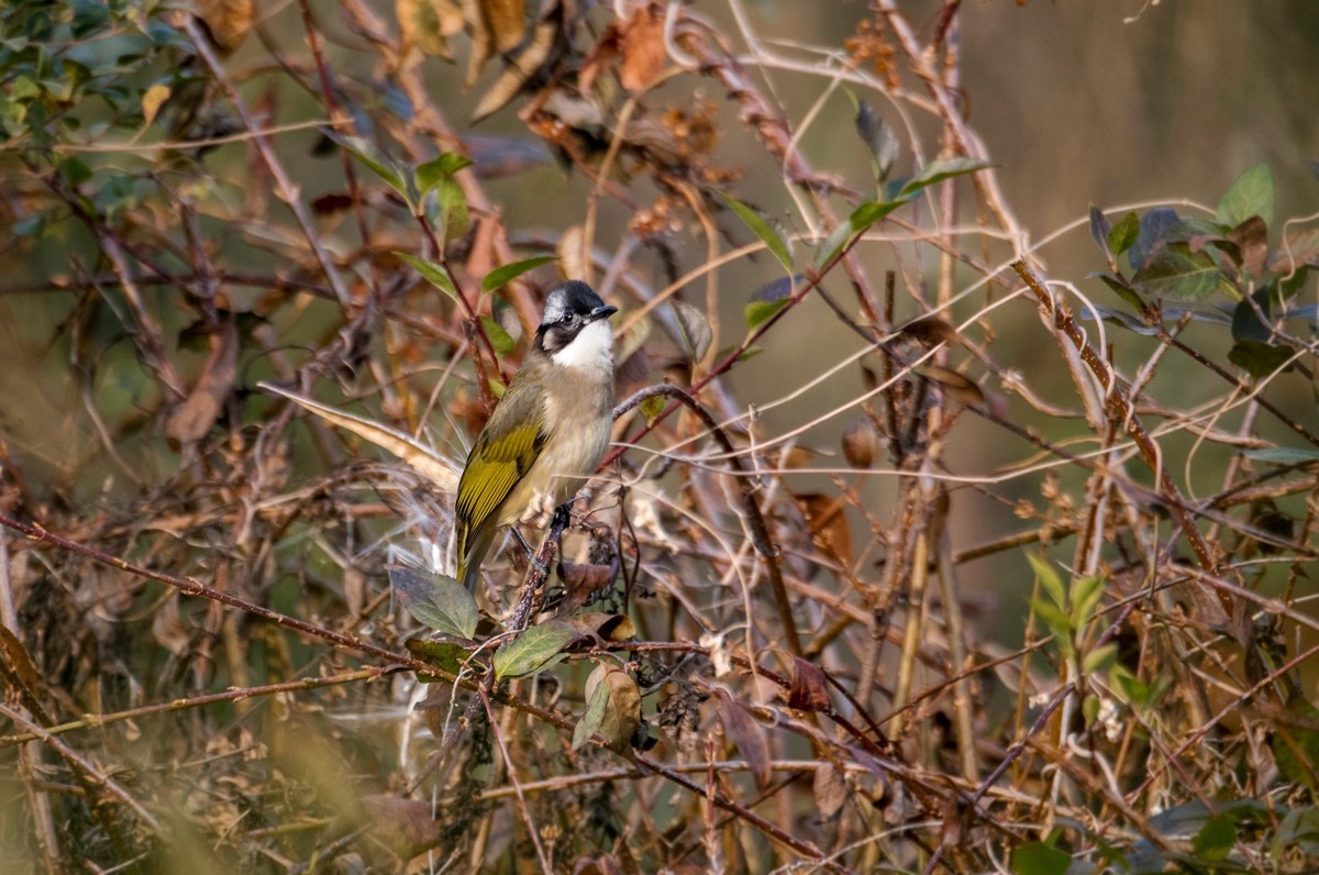 白头鹎（三十八）