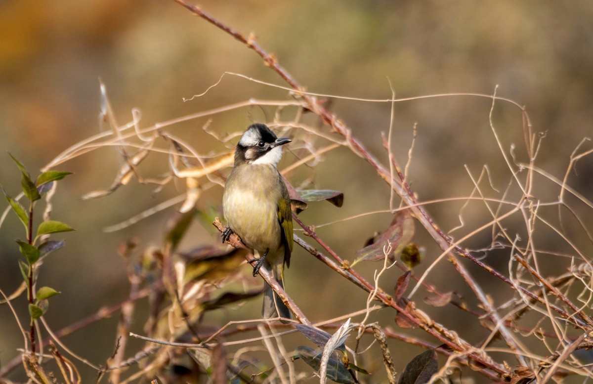 白头鹎（三十八）
