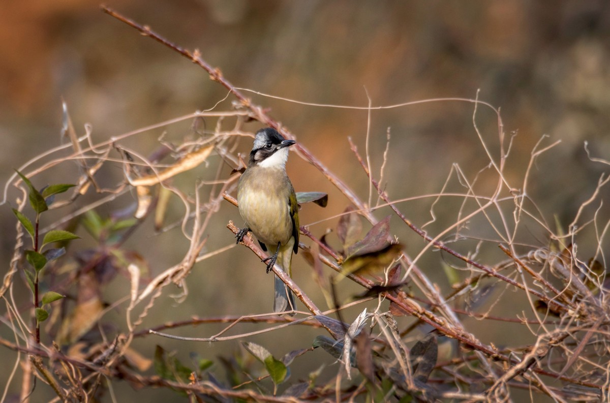 白头鹎（三十八）