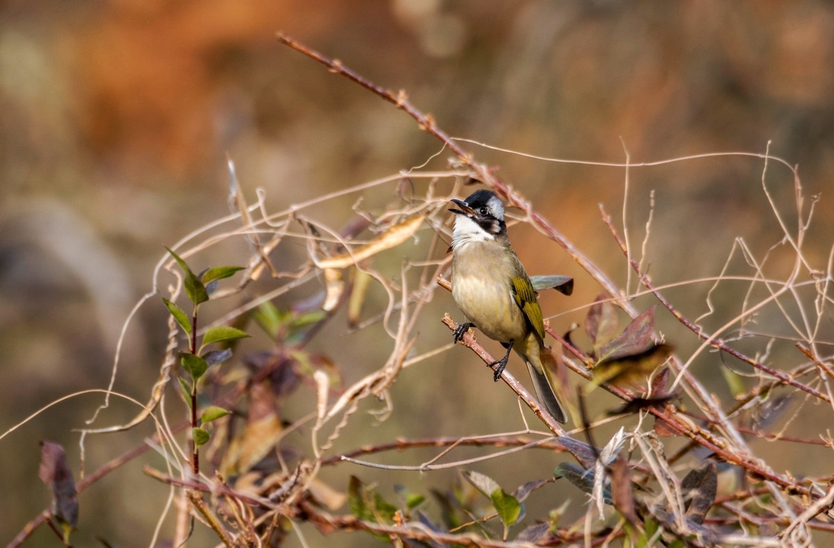 白头鹎（三十八）
