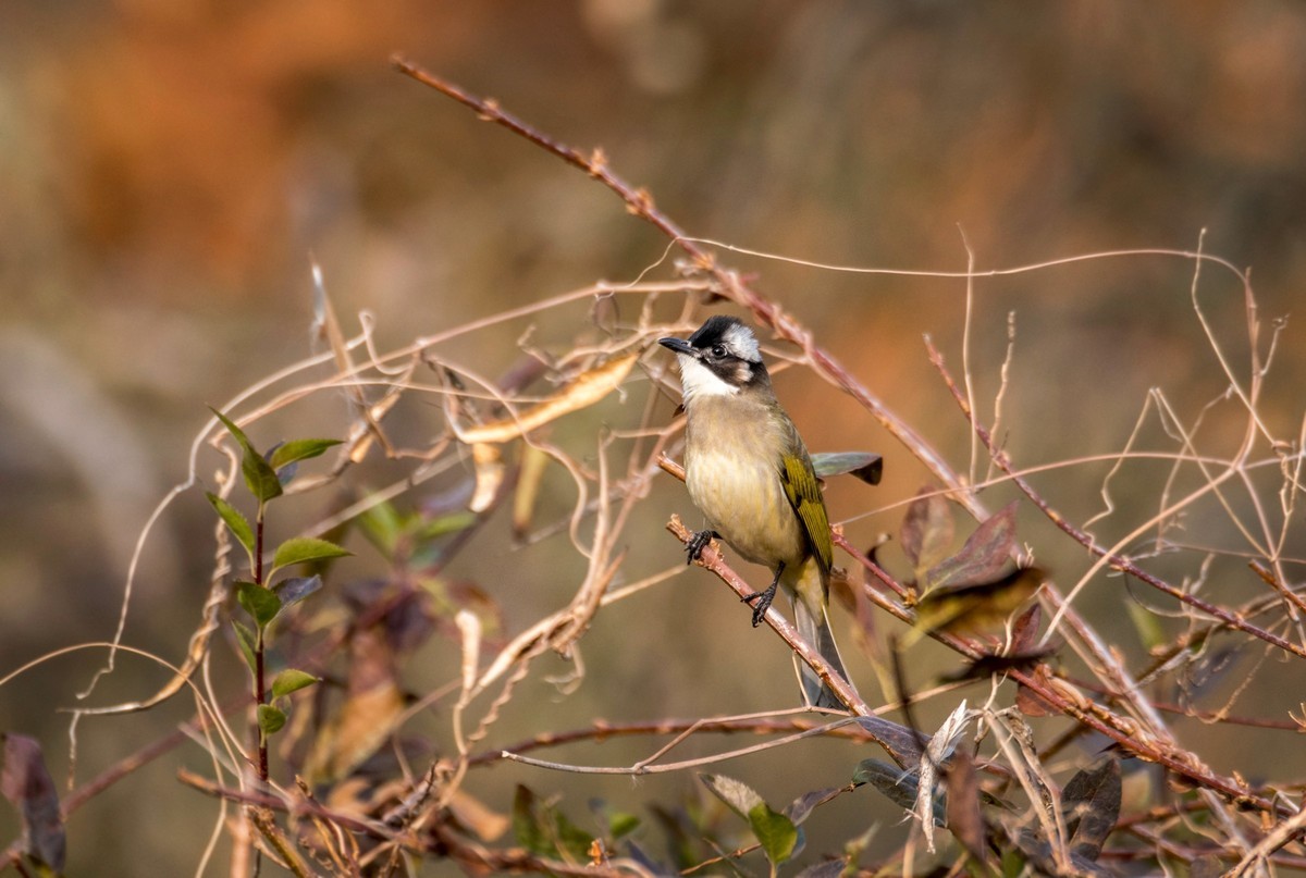 白头鹎（三十八）