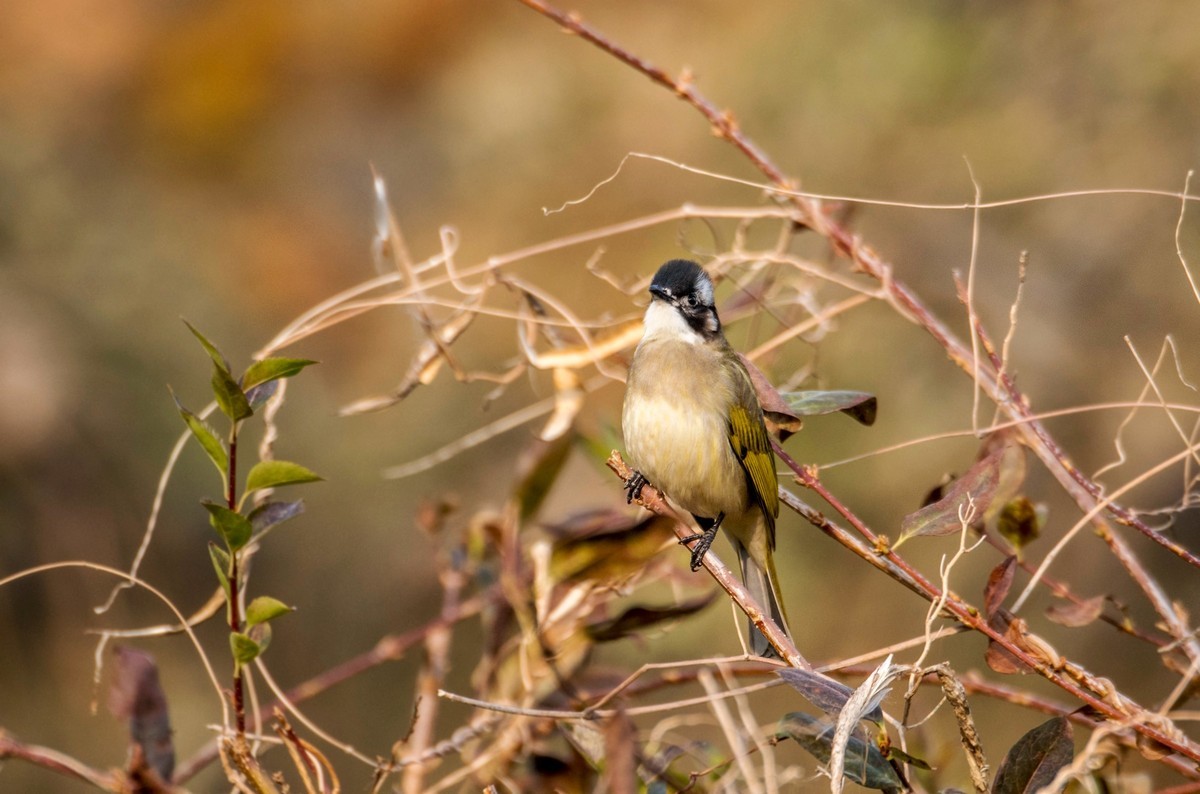 白头鹎（三十八）