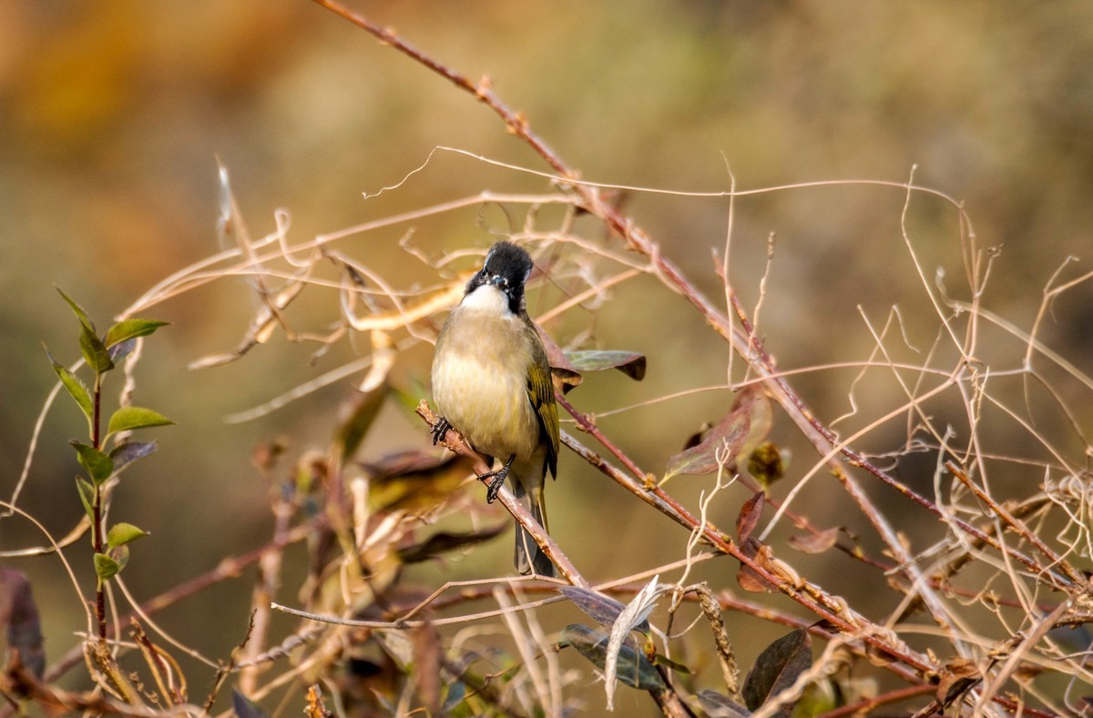 白头鹎（三十八）