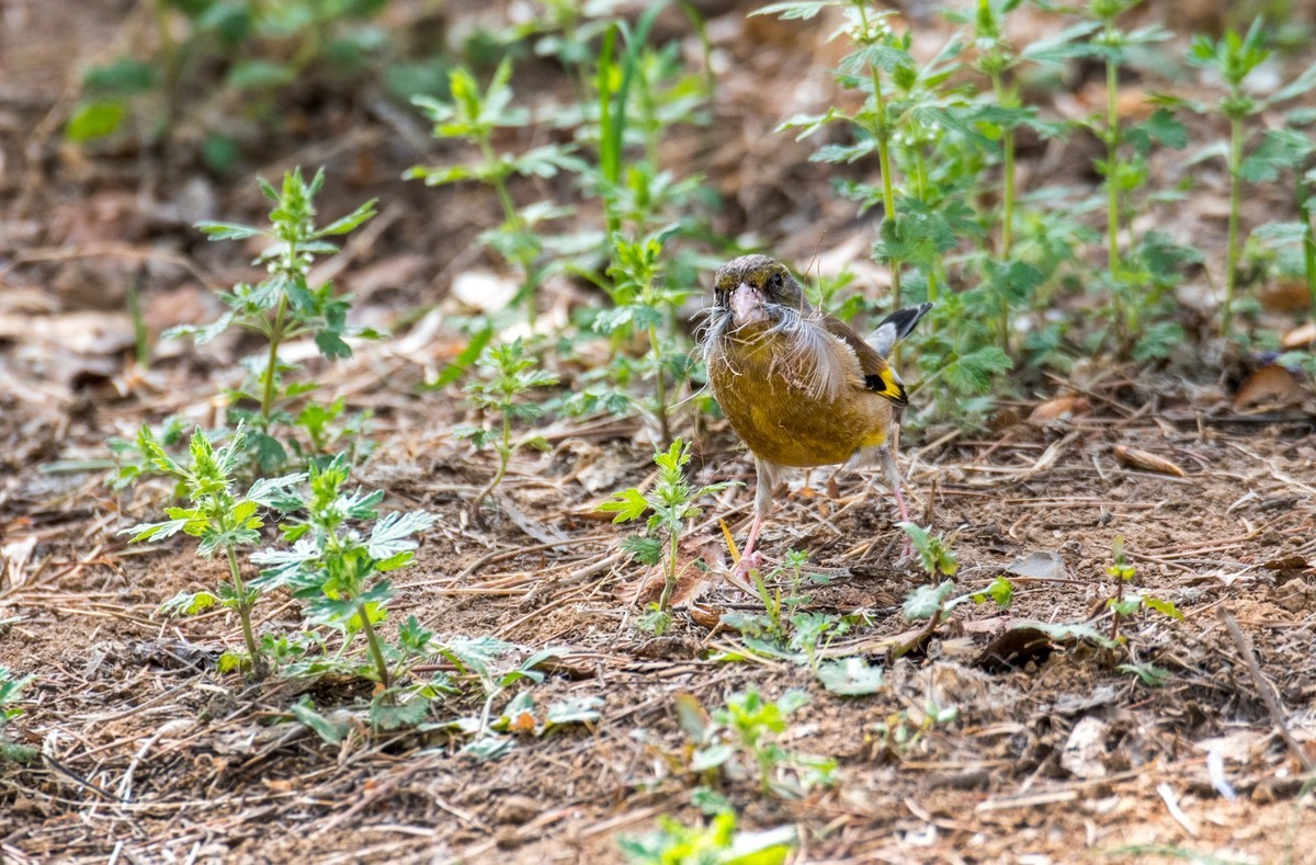漂亮的金翅雀（八）