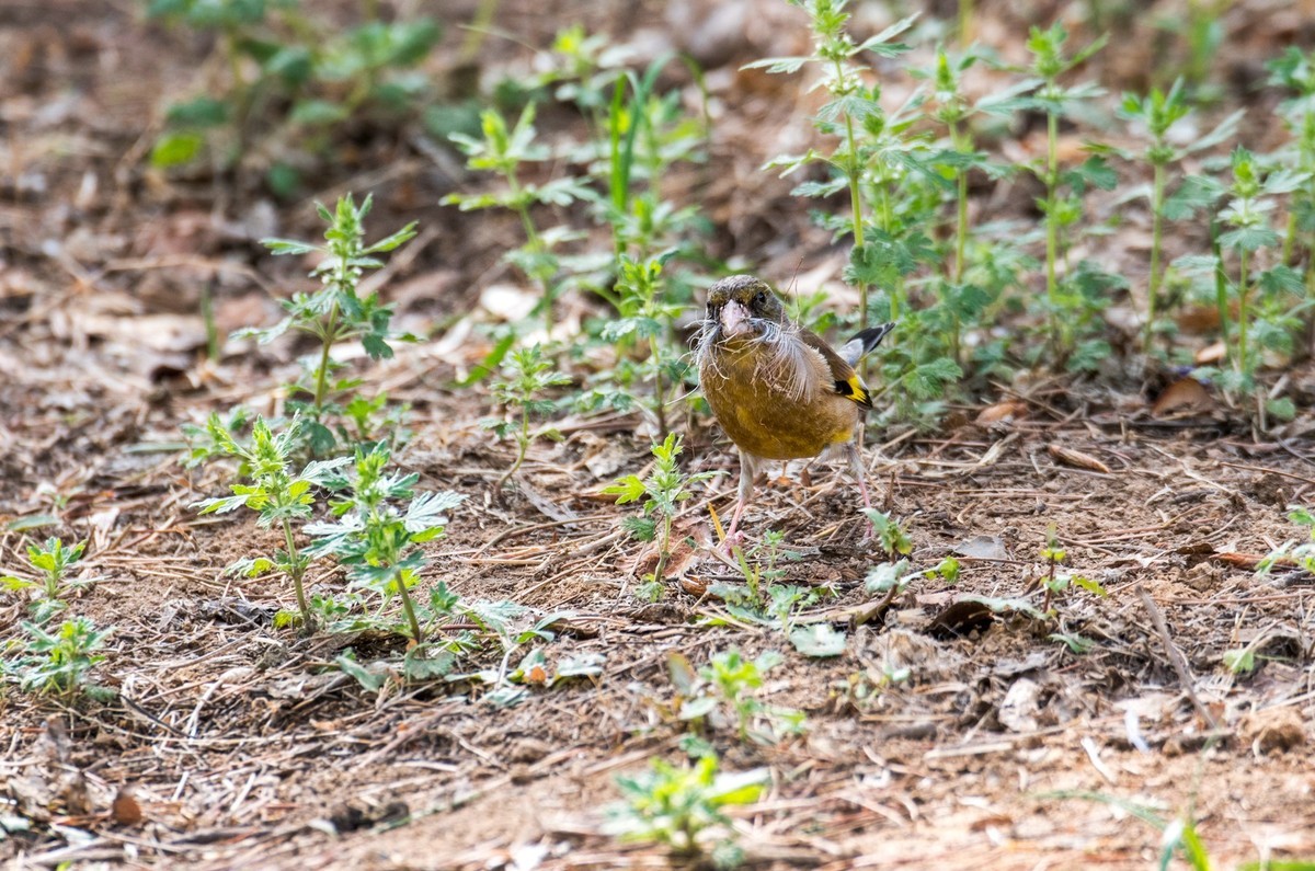 漂亮的金翅雀（八）