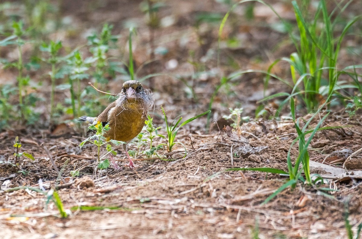 漂亮的金翅雀（八）