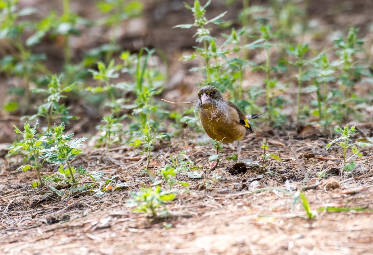 漂亮的金翅雀（八）