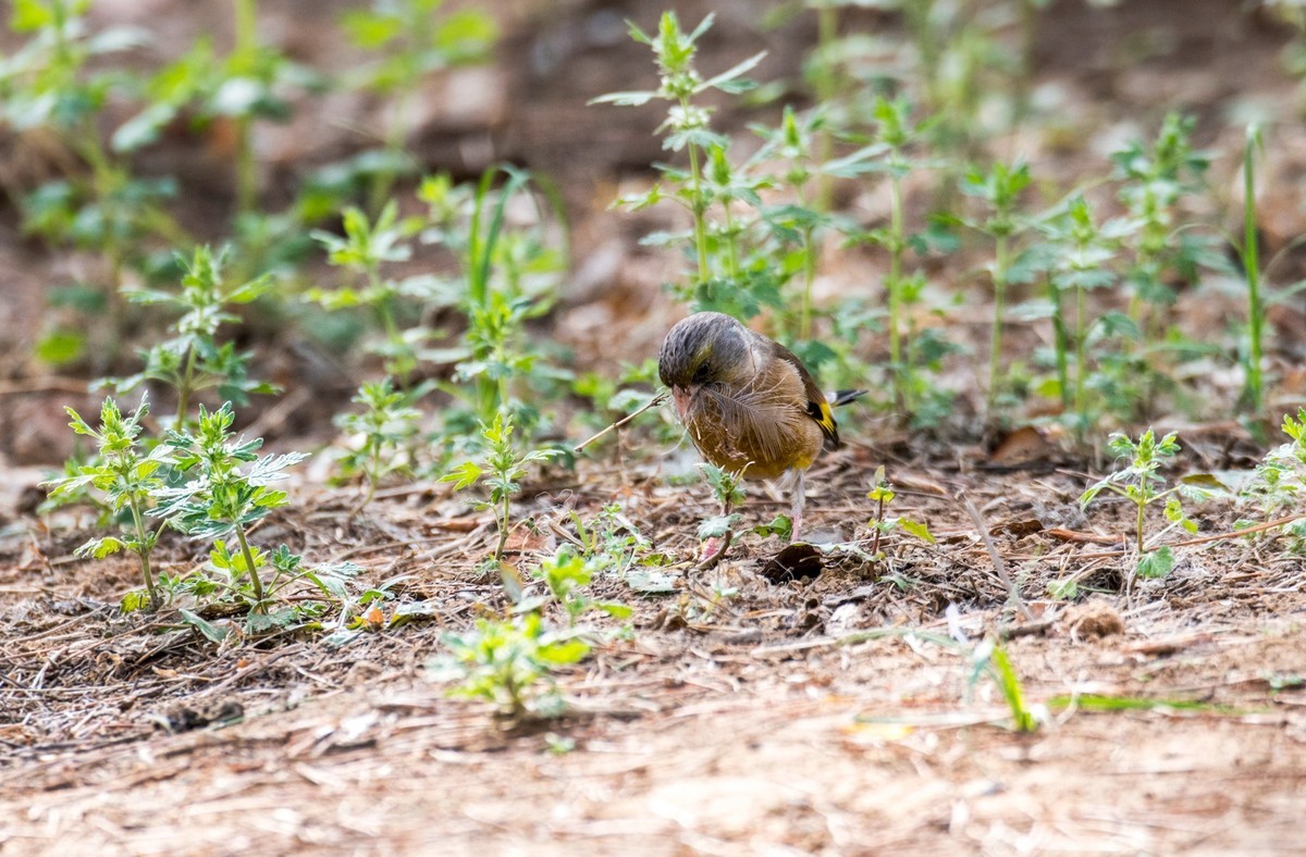 漂亮的金翅雀（八）