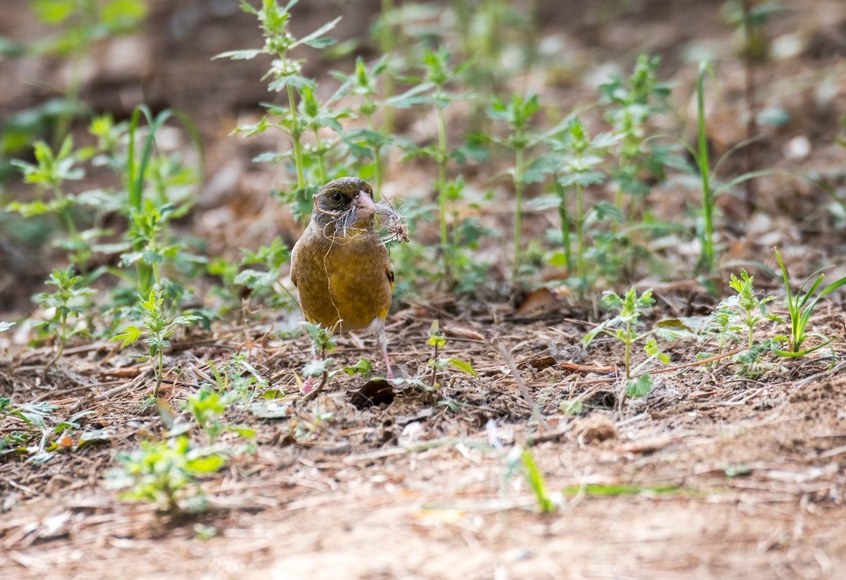 漂亮的金翅雀（八）