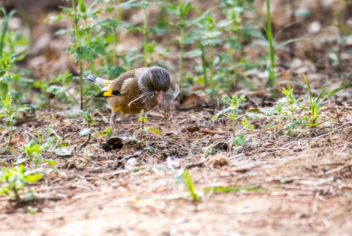 漂亮的金翅雀（八）