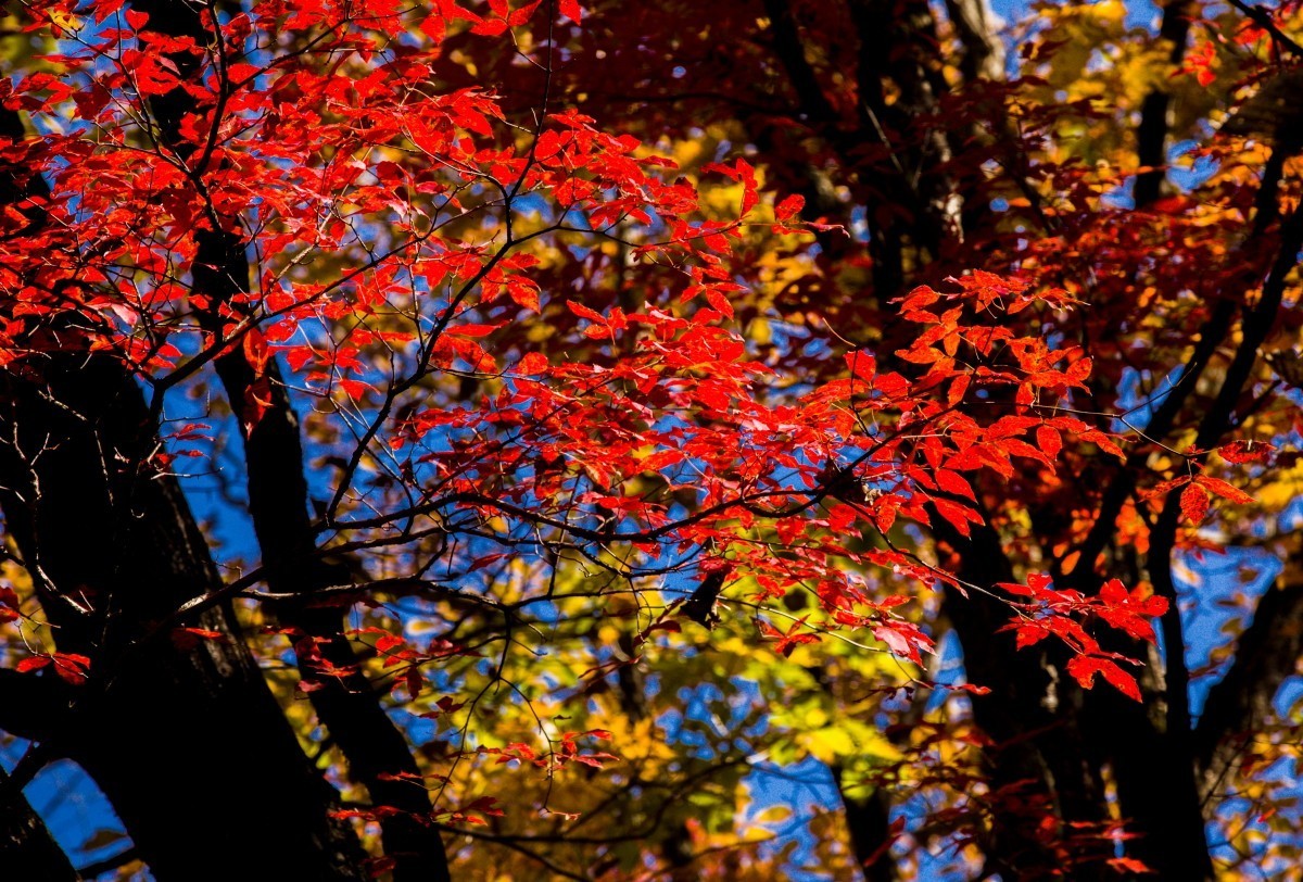 外出随拍（续290）.