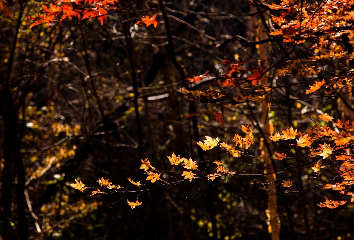 外出随拍（续290）.