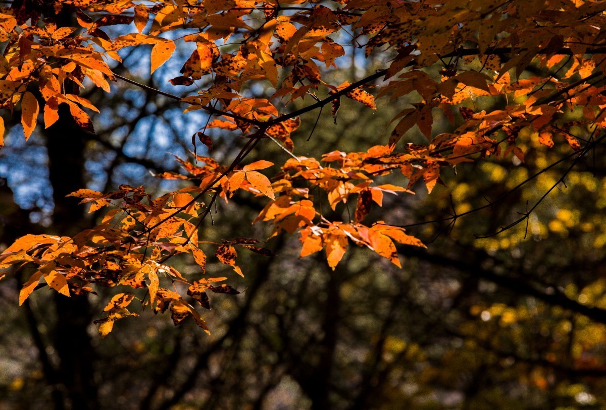 外出随拍（续290）.