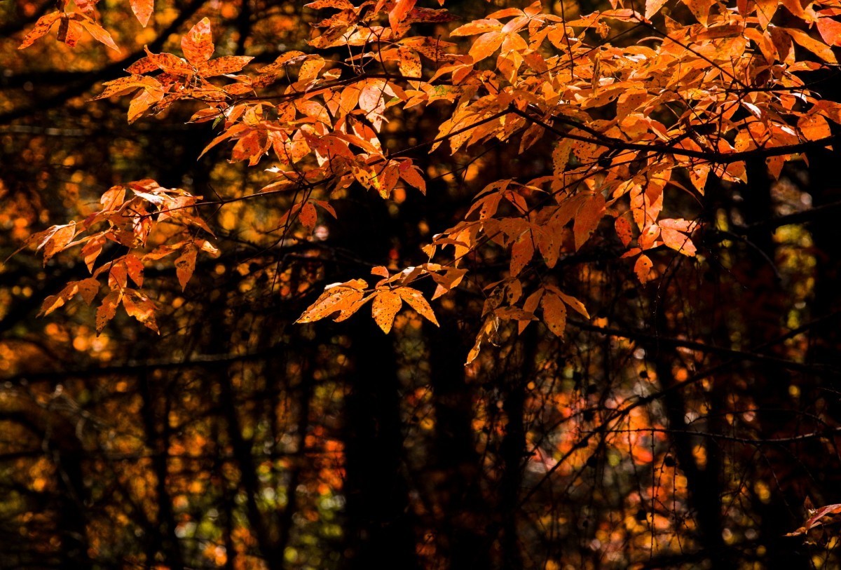 外出随拍（续290）.