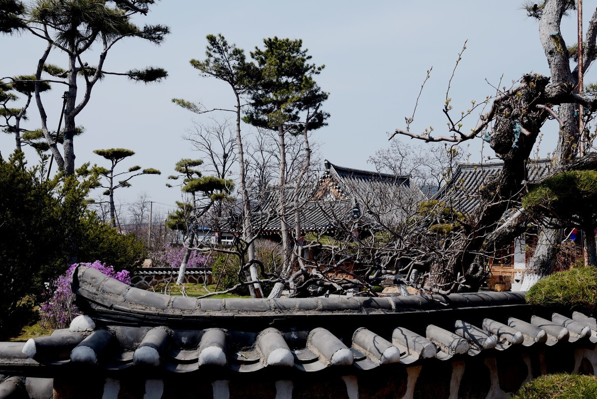 春游韩园（五）