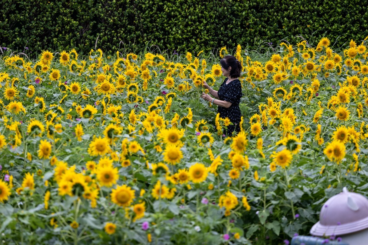 花丛中（2）