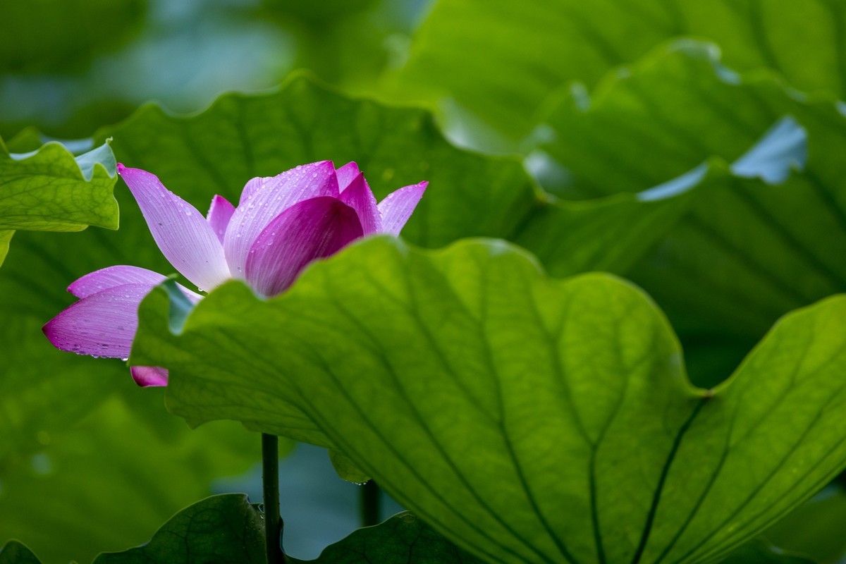 雨后荷塘（10）