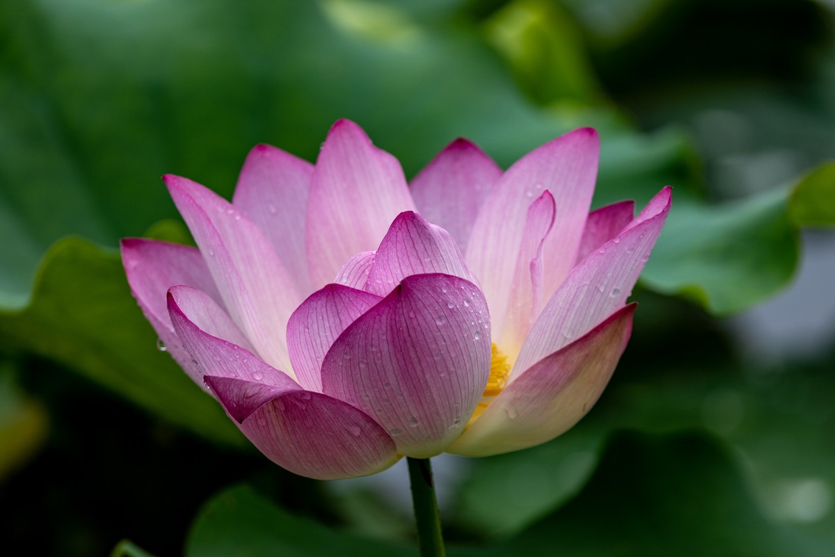 雨后荷塘（10）