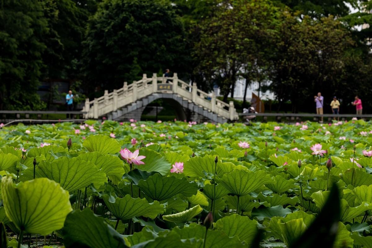 雨后荷塘（10）
