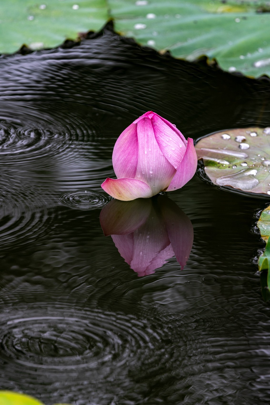 雨后荷塘（10）