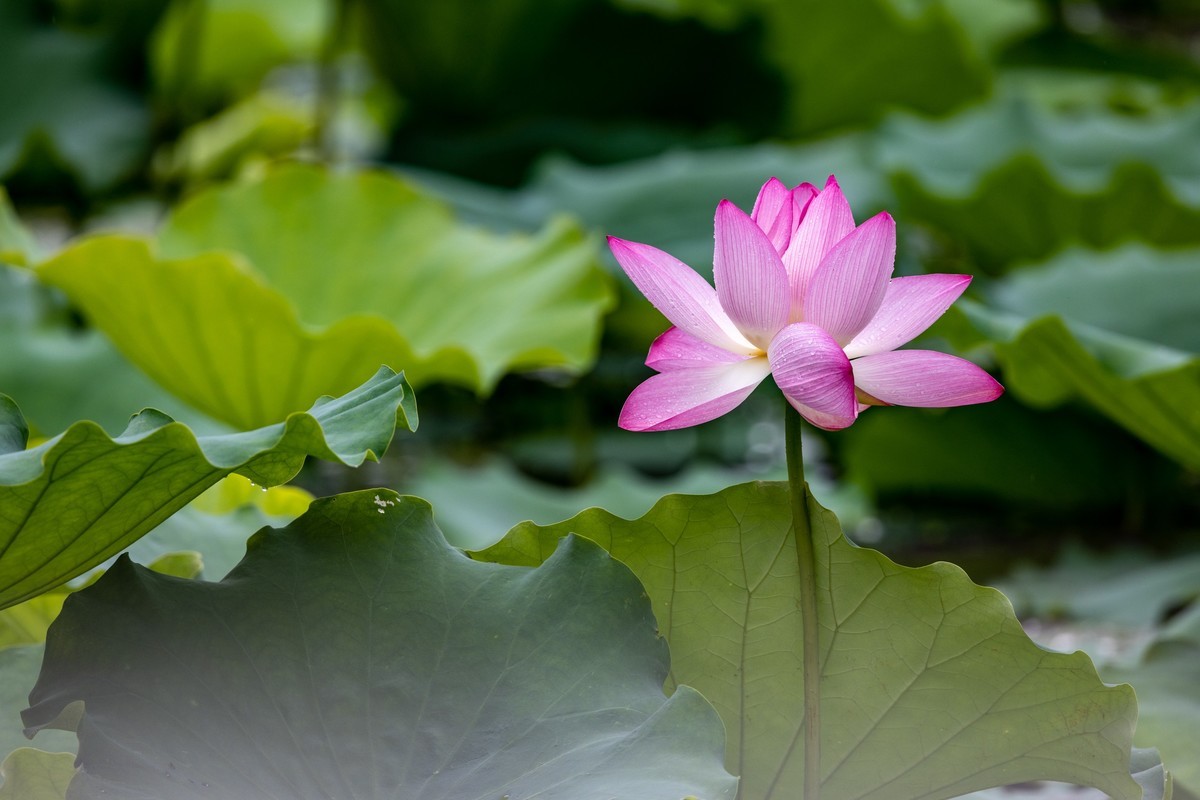 雨后荷塘（10）